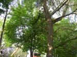 imgp0679.jpg